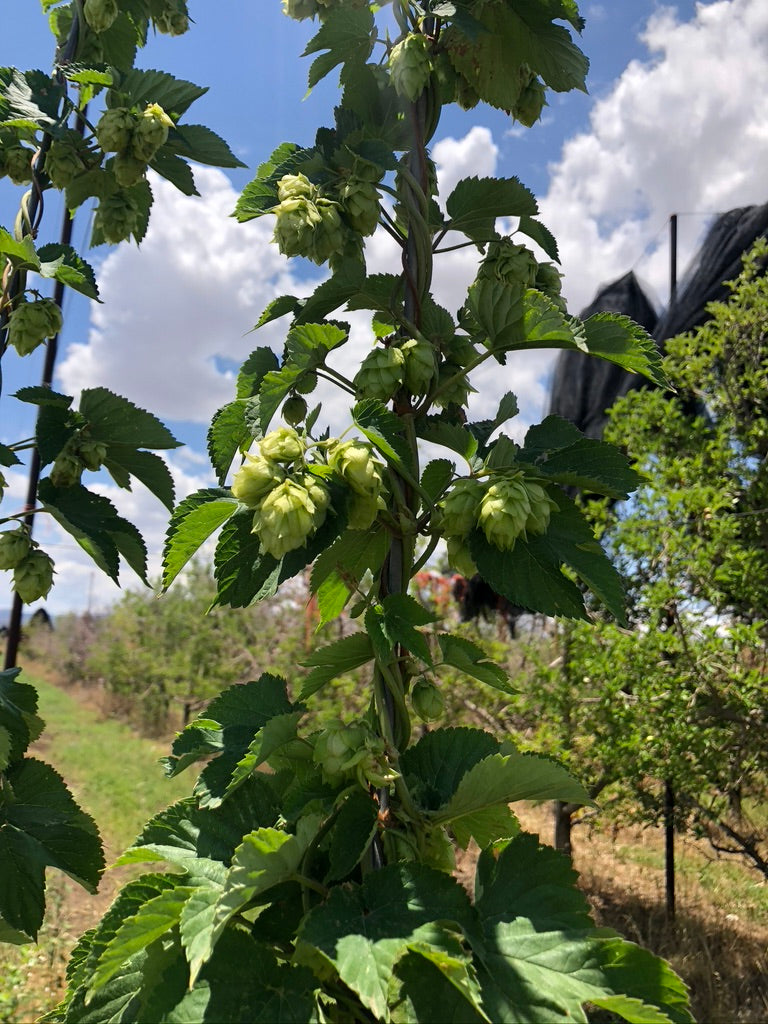 Hop Cider una sidra Moderna ??