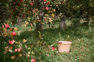 Jugo de manzana artesanal Monte Raramuri 100% Natural